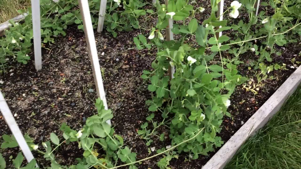 Как посадить горох у себя на даче и получить солидный урожай овоща