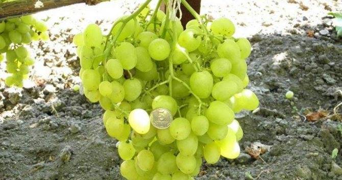 Виноград супер экстра: описание сорта, посадка и уход, методы размножения