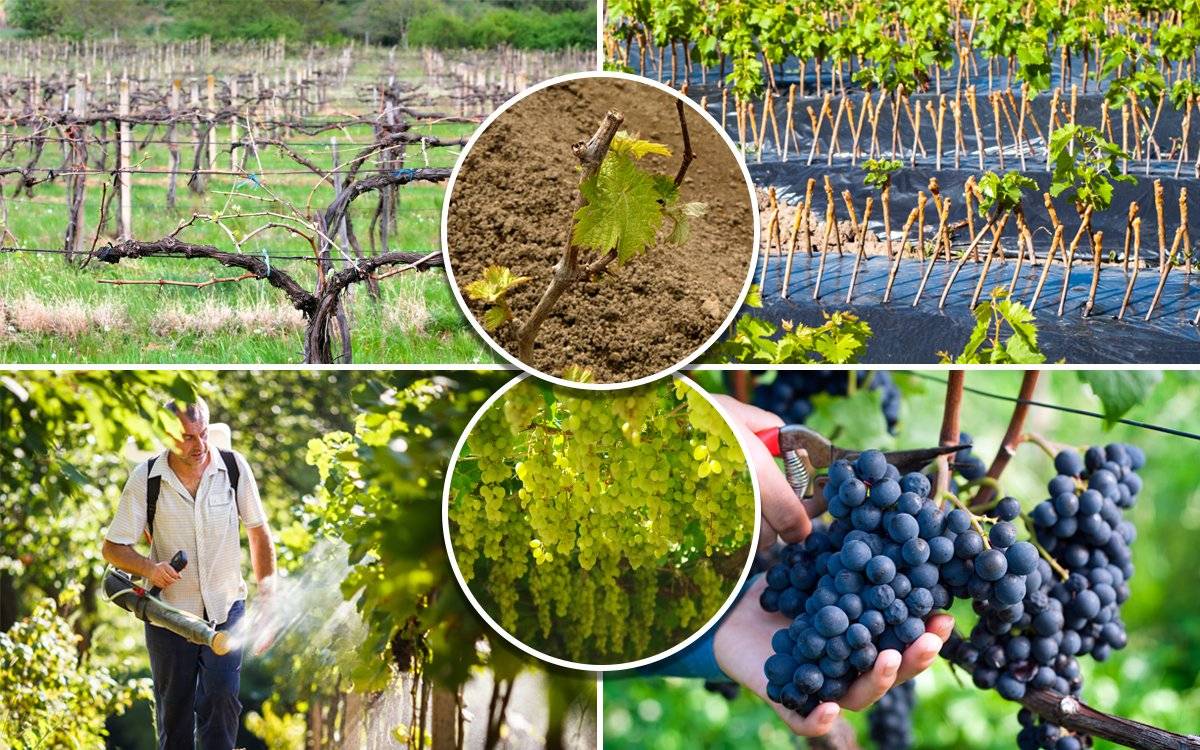 Гибрид софия — признанный сорт винограда