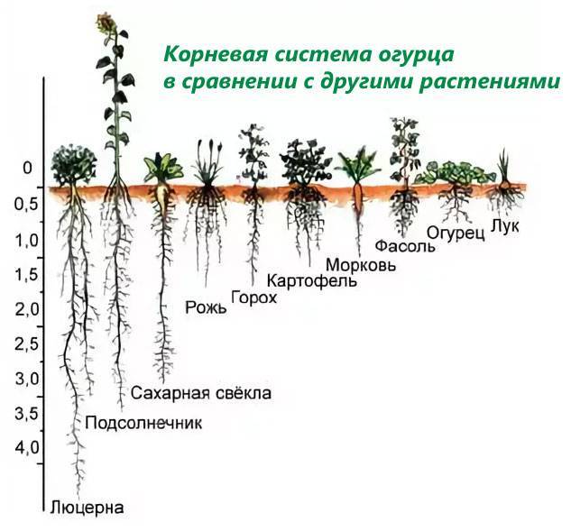 Схема посадки огурцов и урожайность: оптимальные варианты для выращивания в теплице и в открытом грунте