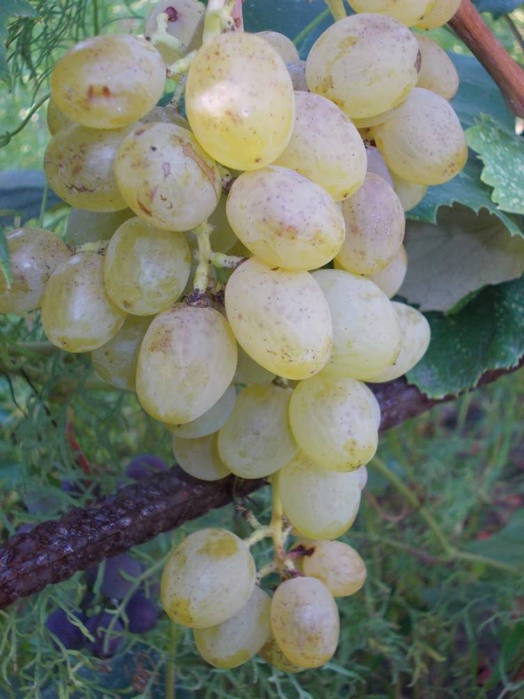 Виноград тасон