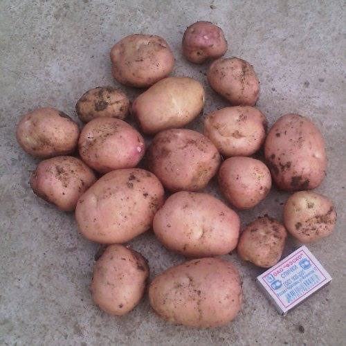 Описание и характеристика сорта картофеля луговской