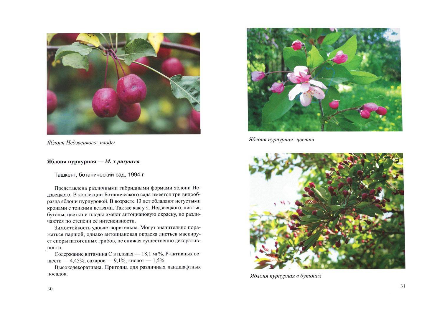 Описание декоративной яблони Недзвецкого, технология выращивания