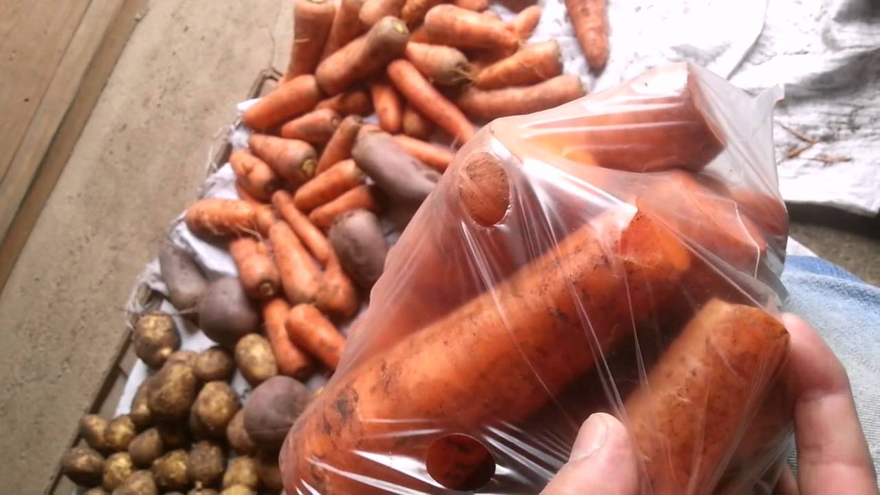 Как хранить морковь в холодильнике: свежую, вареную, очищенную или корейскую, а также как правильно подготовить ее, чтобы она не вяла и не портилась всю зиму? selo.guru — интернет портал о сельском хозяйстве