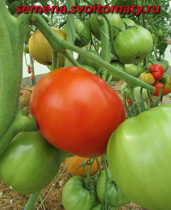Описание и характеристика томата Уральский гигант, культивирование и выращивание сорта
