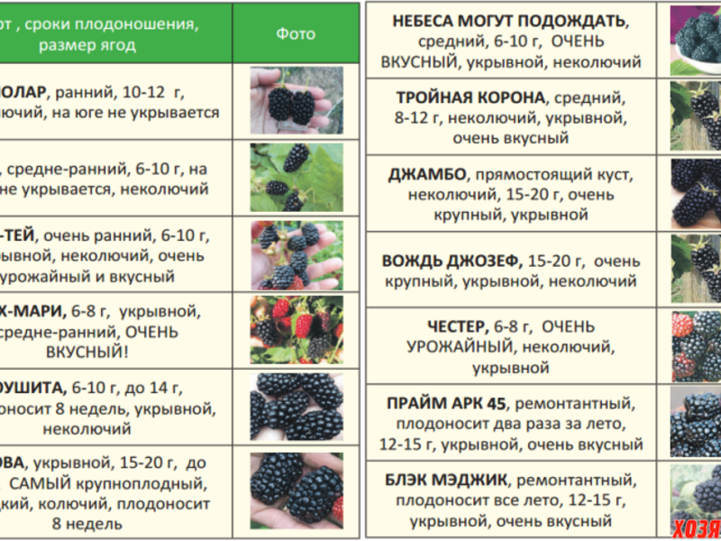 Лучшие сорта ежевики для сибири и правила выращивания для получения хорошего урожая