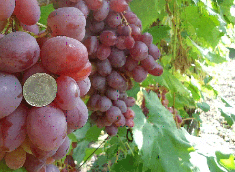Описание и характеристики сорта винограда «гелиос»