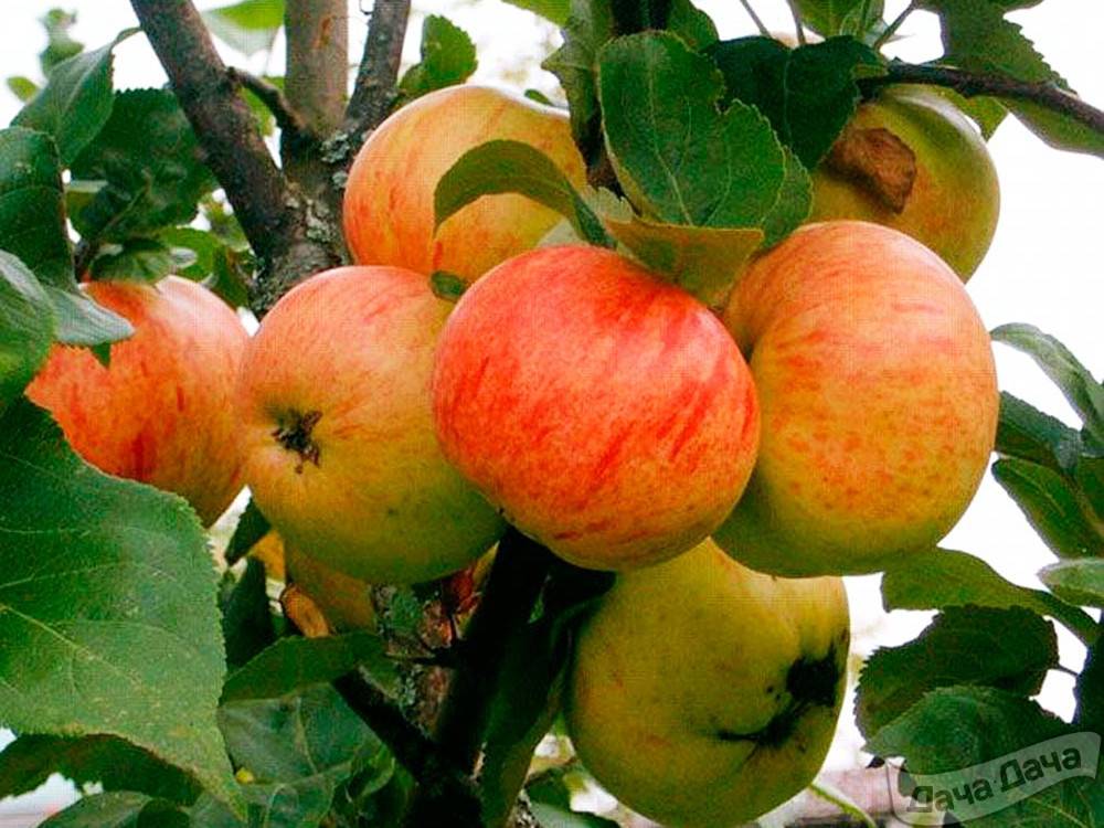 Яблоня коричное полосатое: описание сорта ихарактеристика, способ выращивания
