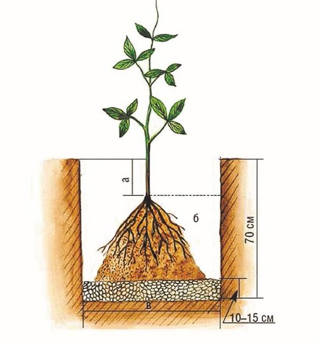 Как правильно посадить грушу осенью: пошаговое руководство