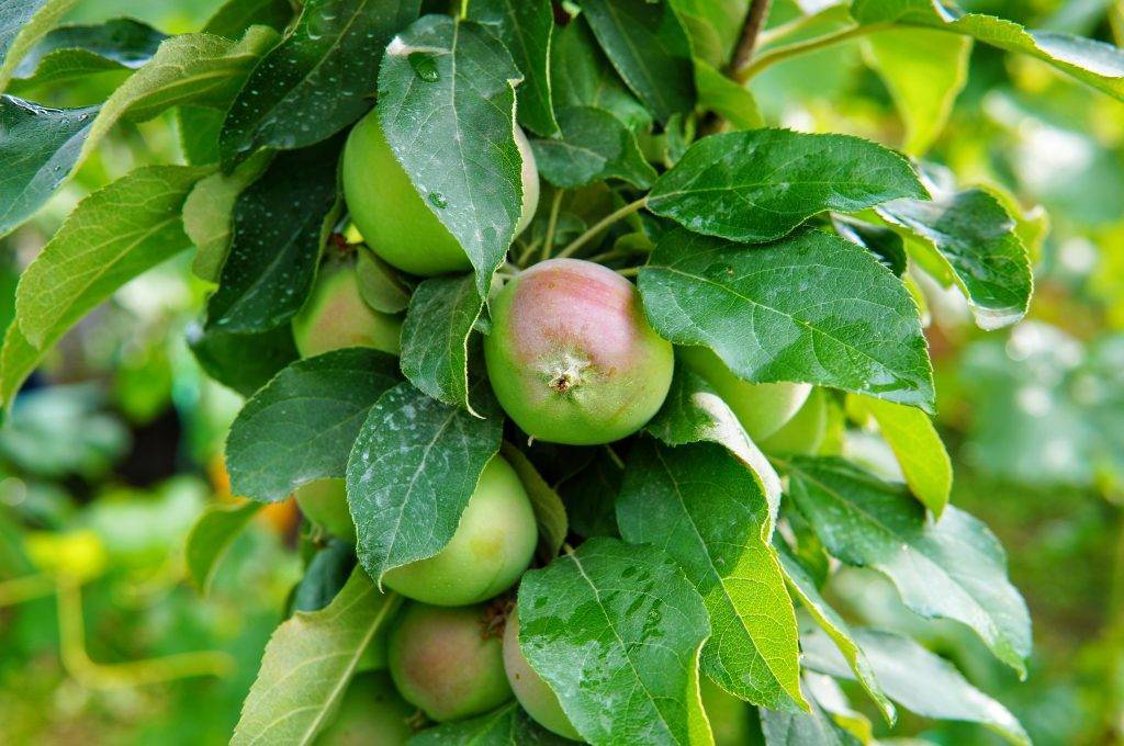 Сорт яблони солнышко: фото, отзывы, описание, характеристики.