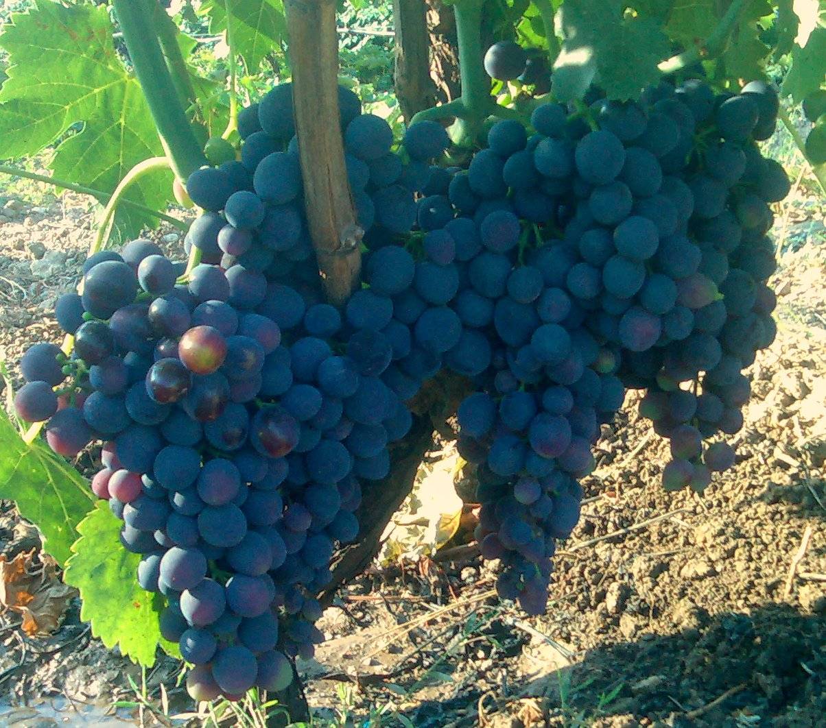 Сорт винограда сфинкс: фото, отзывы, описание, характеристики.
