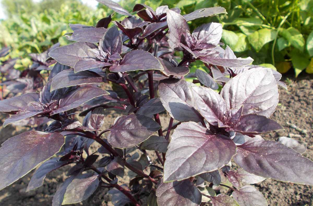 Особенности выращивания и способы употребления фиолетового базилика