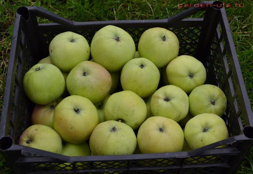 Сорт яблони райское яблоко: описание и характеристика, посадка, выращивание и уход, фото