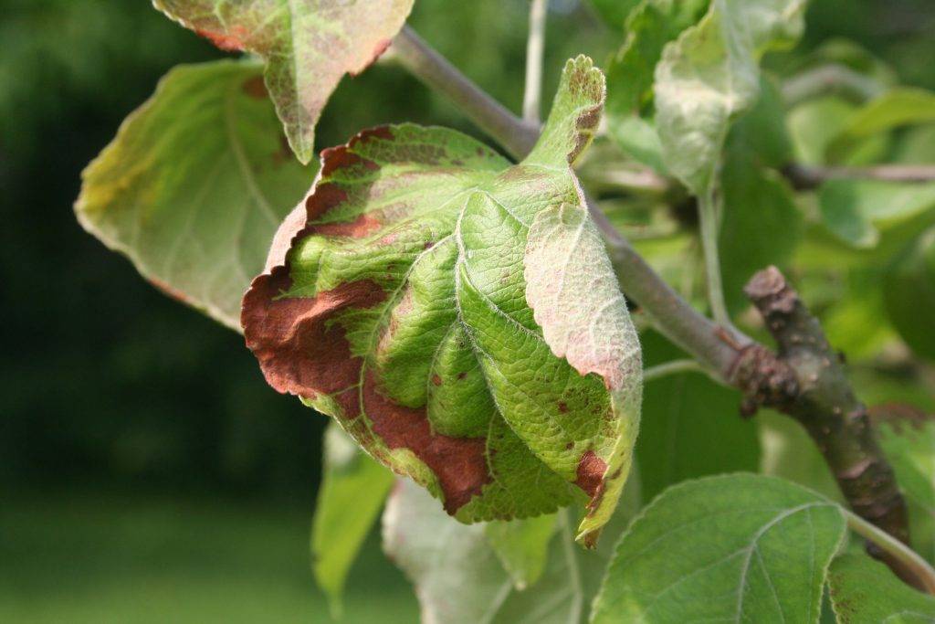 Коричневые пятна на листьях яблони - что это за болезнь