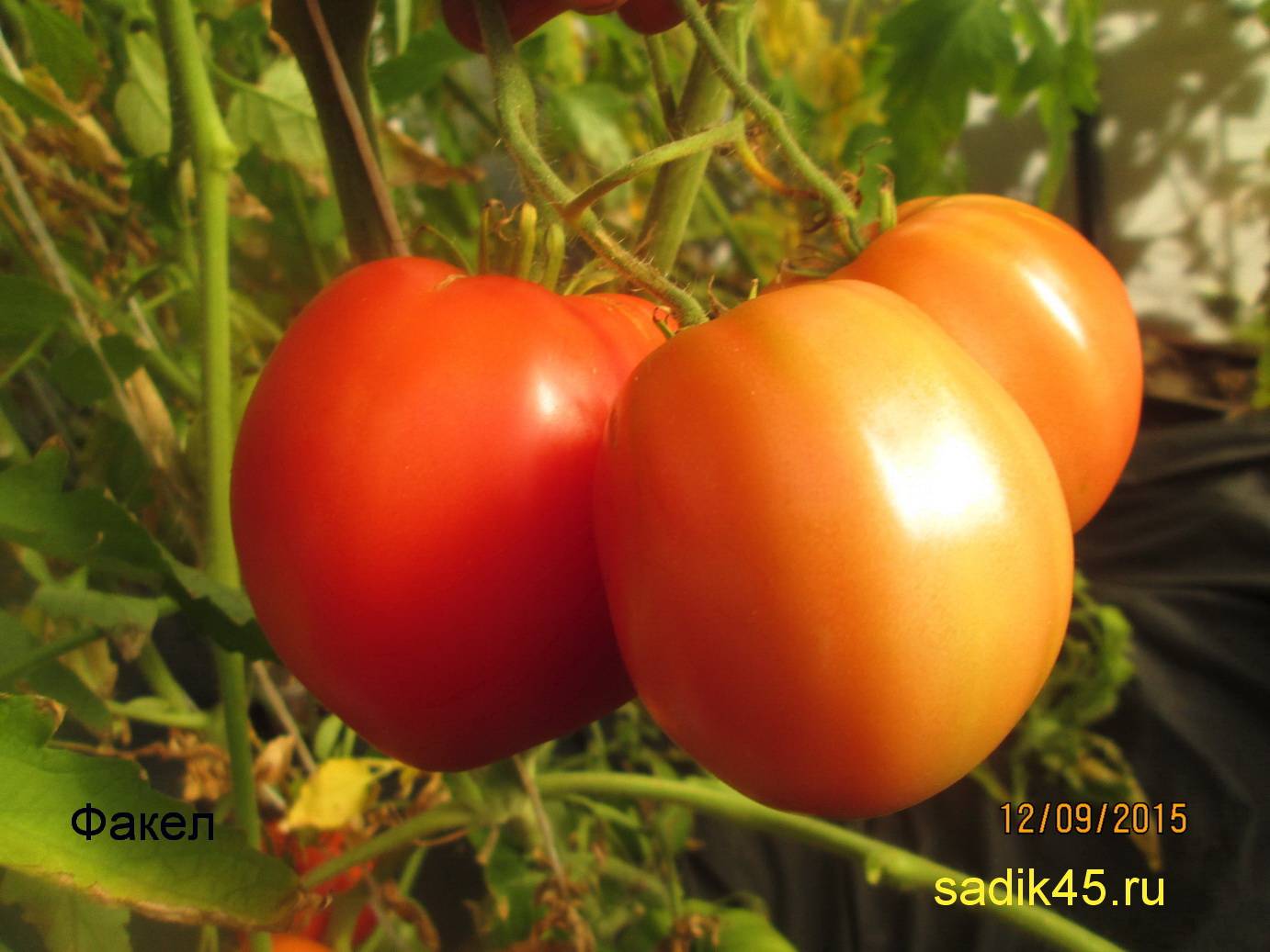 Томат факел: характеристика и описание сорта с фото, урожайность помидора, отзывы