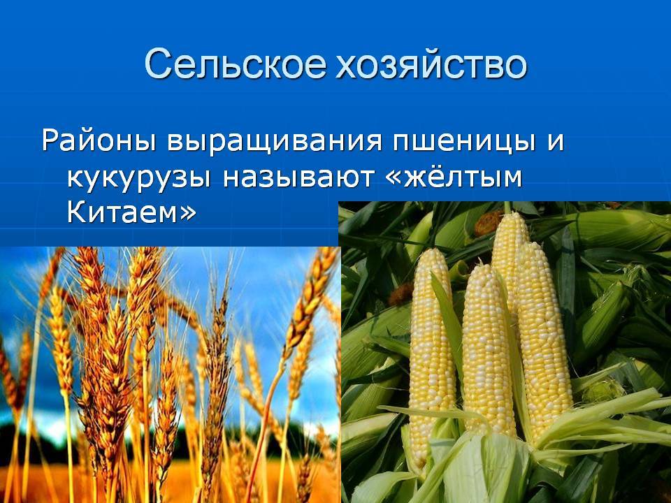 Выращивание кукурузы. как и когда сажать кукурузу? уход за кукурузой