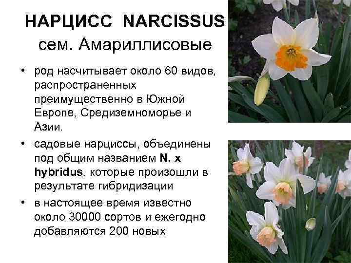 Нарциссы - сорта с фото и названиями, как выглядят желтые, белые, розовые нарциссы, видео