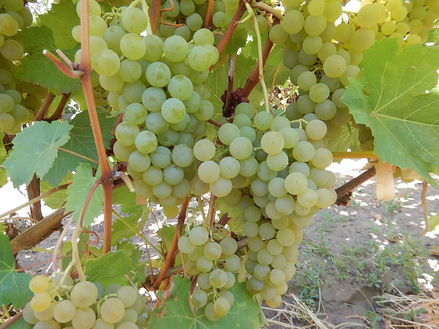 Описание и технология выращивания винограда сорта Цитронный Магарача