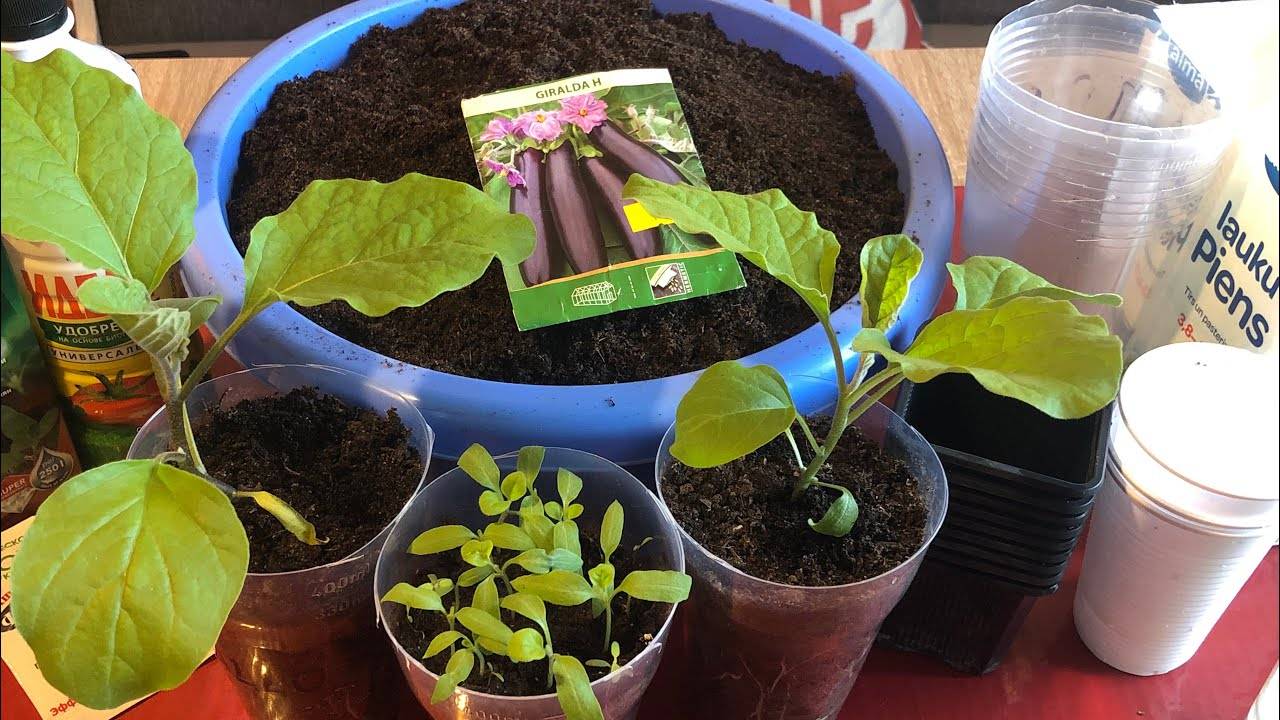 Как посеять семена баклажанов на рассаду: правила и условия выращивания