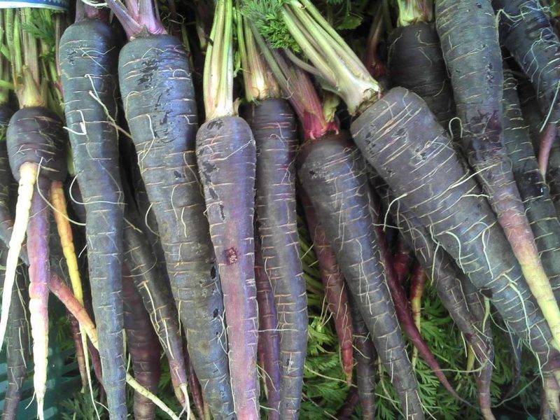 Черная морковь: что это такое, как выглядит и где растет, выращивание из семян