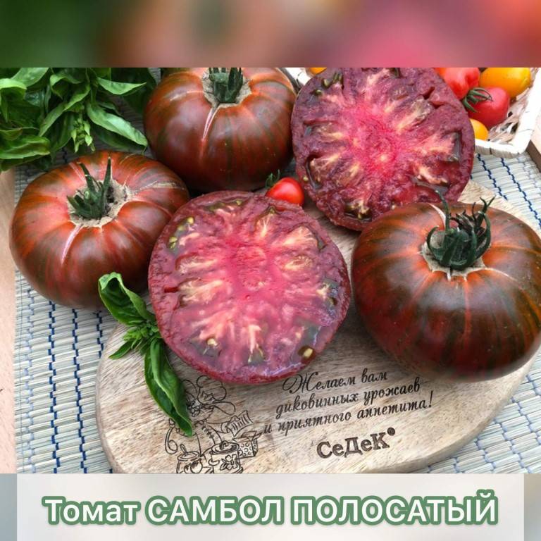 Томат сицилийский перчик характеристика и описание сорта его урожайность с фото