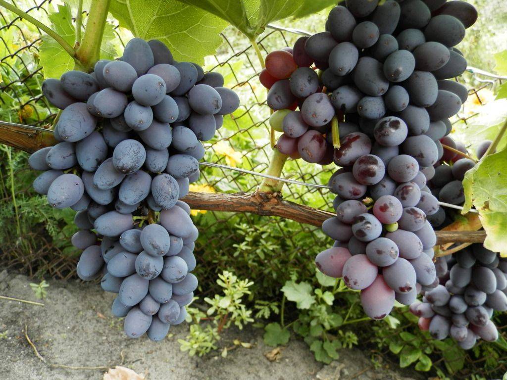 Сорт винограда юпитер, описание и характеристика данного сорта