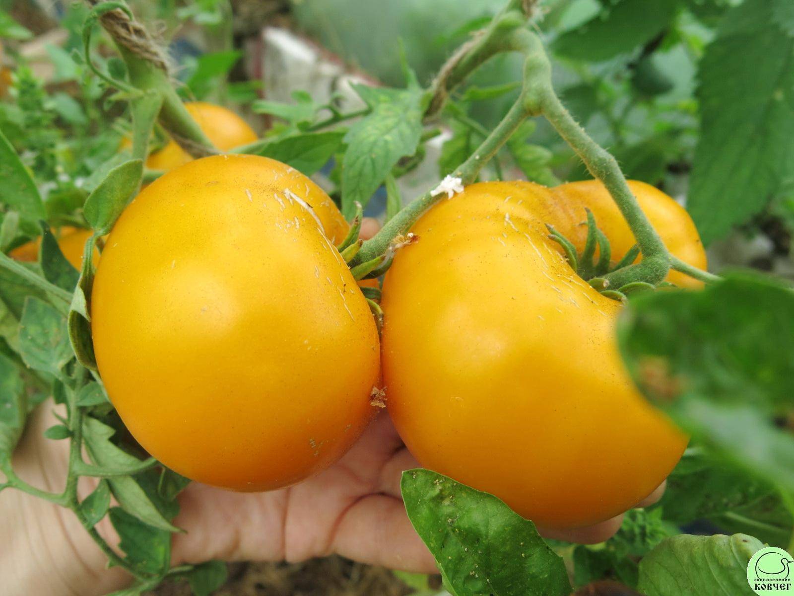 Описание томата с гигантскими плодами Золотой бык и урожайность сорта