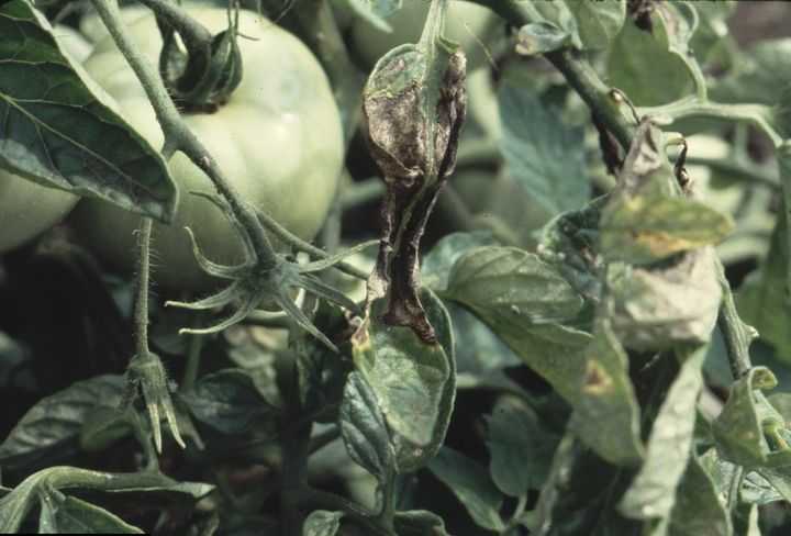 Обработка рассады томатов от недугов — список болезней с методами борьбы