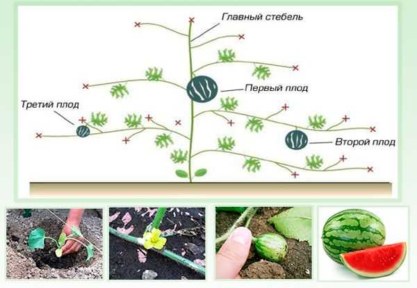 Выращивание арбузов: посадка и уход в открытом грунте, как формировать