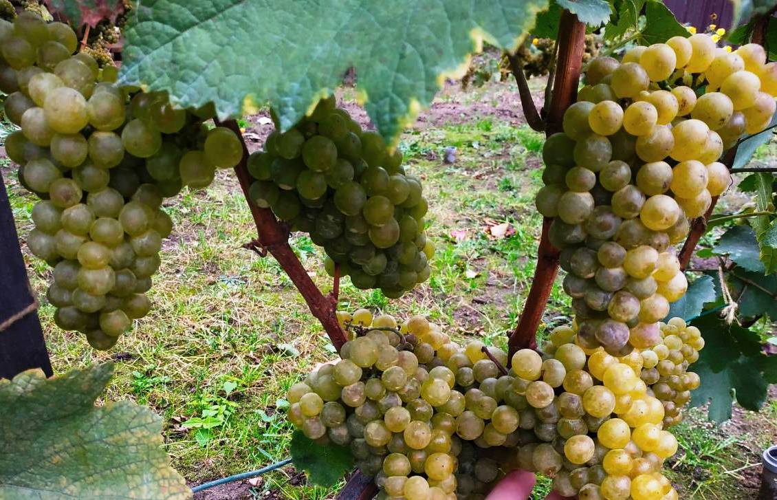 Шардоне вино белое сухое: сорт винограда, полусладкое игристое шампанское, описание вкуса, какой цвет, характеристика