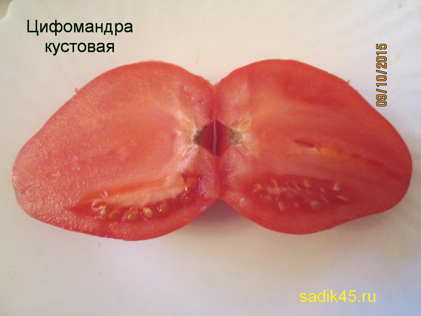Цифомандра - фото, описание томатного дерева, выращивание
