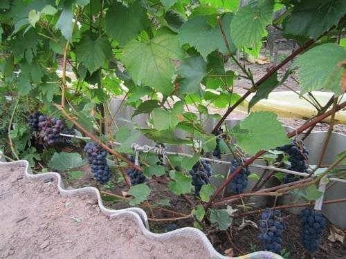 Выращивание винограда в сибири для начинающих: особенности, сорта, описание, посадка в теплице, правила ухода
