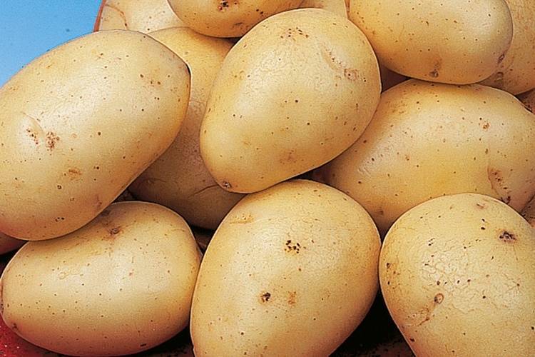 Скороспелые сорта картофеля. Сорт Хибинский ранний картофель. Сорт картофеля Энигма. Картофель сорт Лилея белорусская.