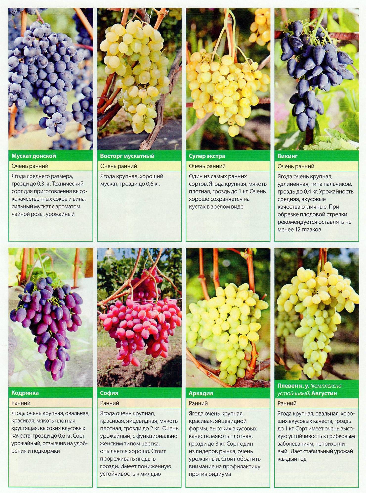 Виноград восторг: описание сорта, размножение, посадка и уход