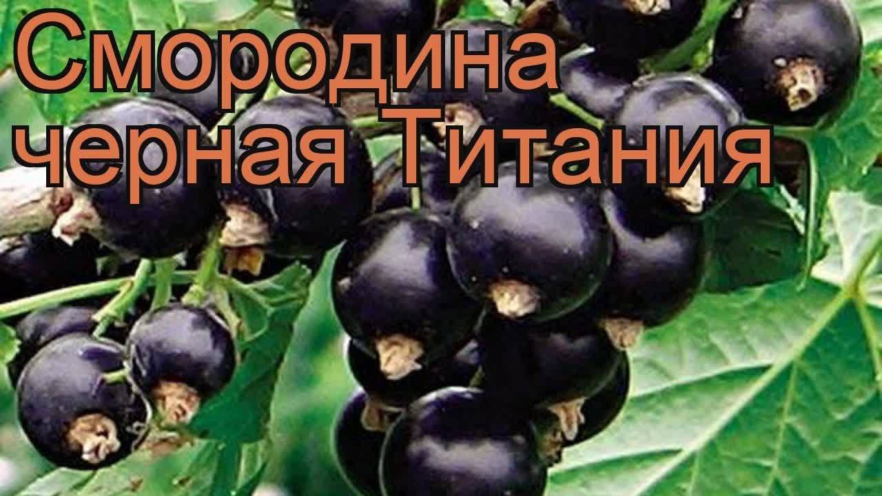 Смородина титания фото