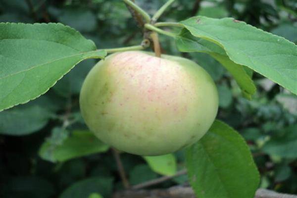 Фото яблони беркутовское фото и описание сорта фото