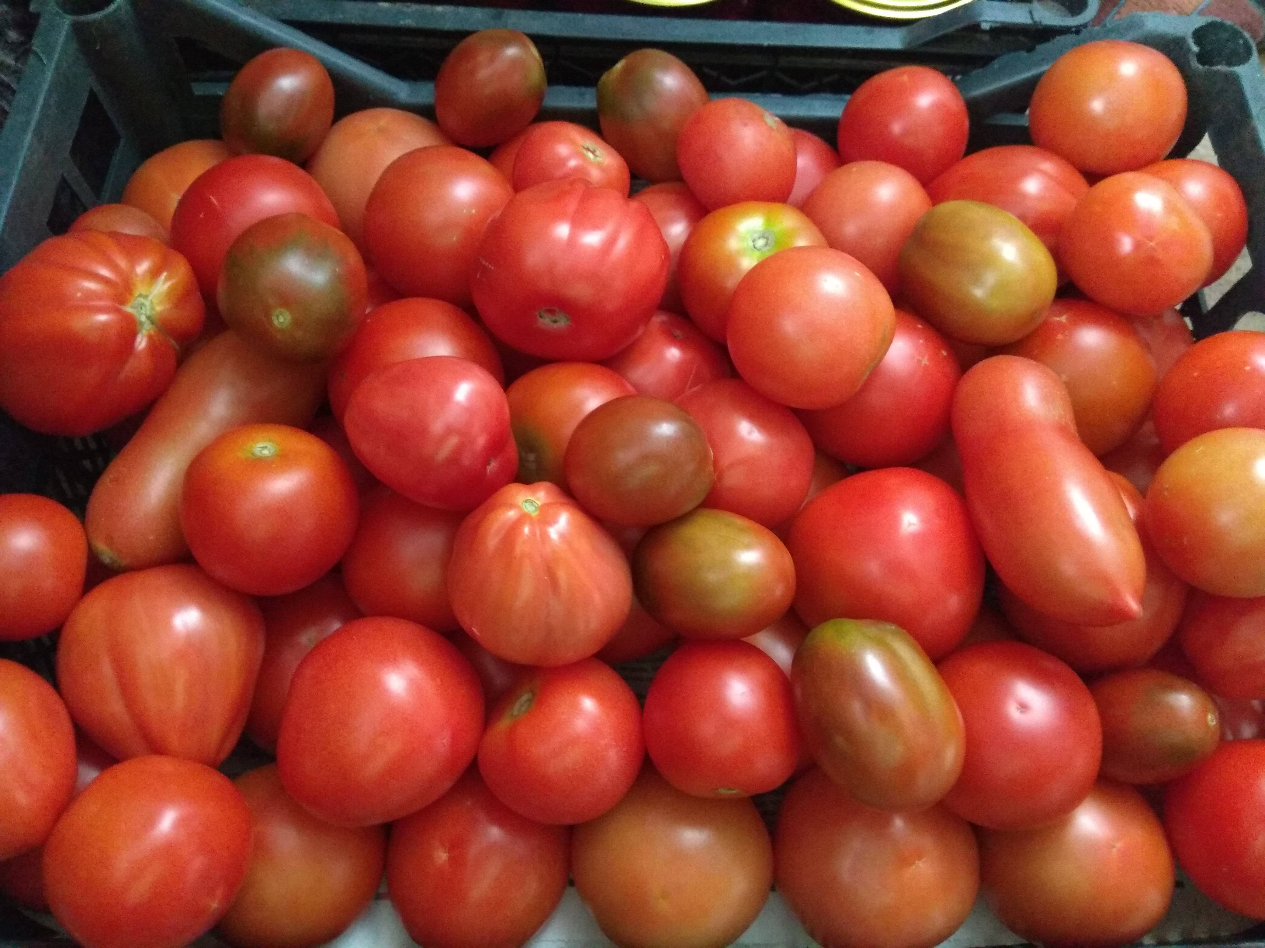 Обзор 8-ми лучших помидор для засолки. рейтинг по отзывам пользователей