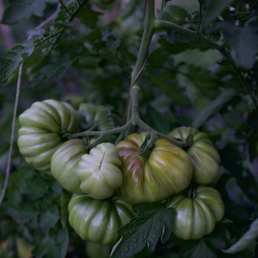 ✅ помидоры грибное лукошко отзывы фото - питомник46.рф