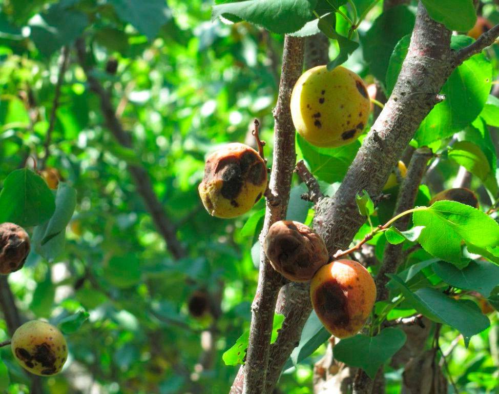 На абрикосе нет плодов: основные причины и их устранение