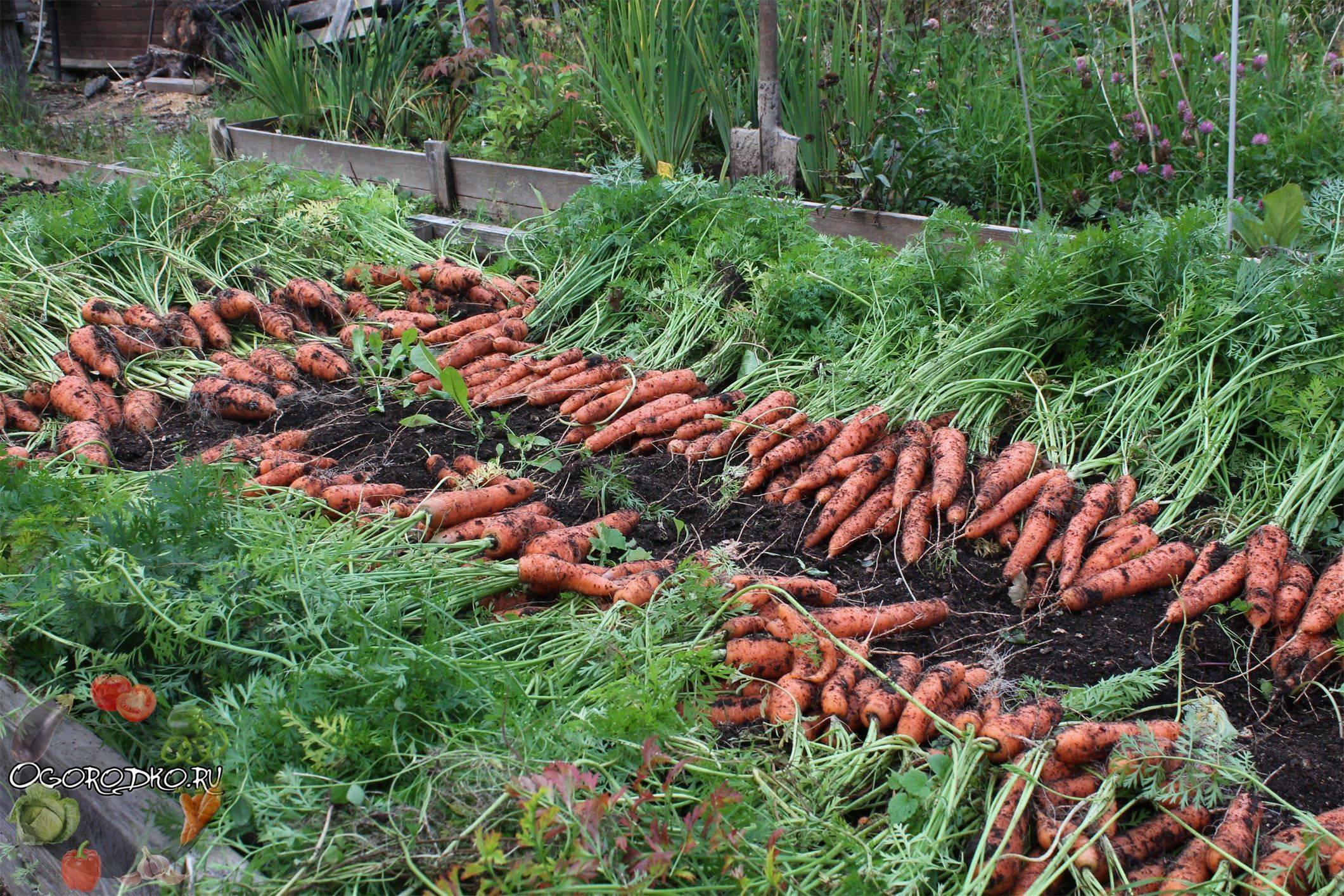 Уборка и хранение моркови: когда и как выкапывать и хранить | мир садоводства