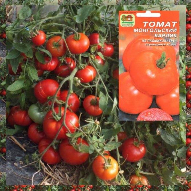 Сорт томата японка: описание оригинального сорта, отзывы и фото созревшего урожая