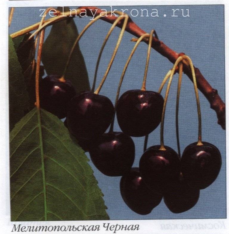 Сорт черешни мелитопольская черная фото и описание сорта