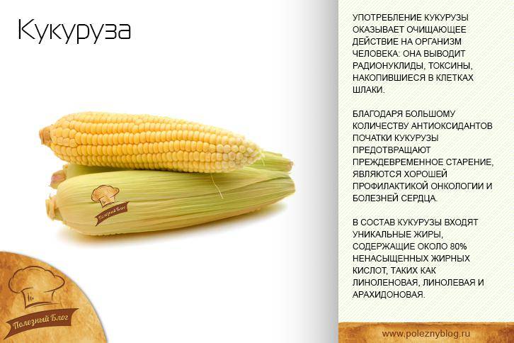 Кукуруза: польза и вред, калорийность, как варить