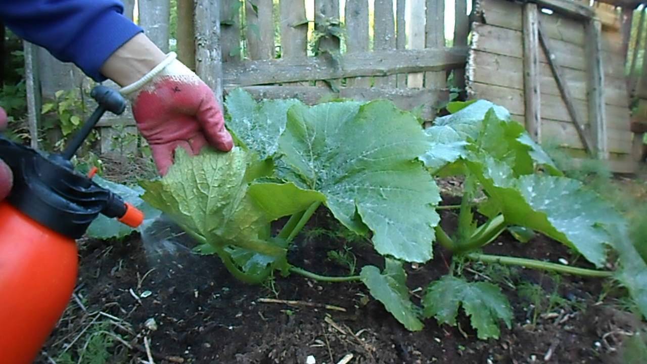 Правильная подкормка тыквы в открытом грунте: чем подкормить и когда вносить удобрение