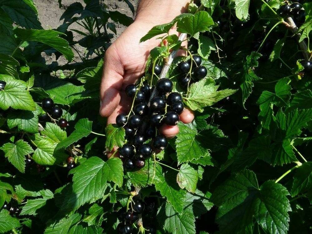 Черная смородина лентяй: описание крупноплодного позднеспелого сорта