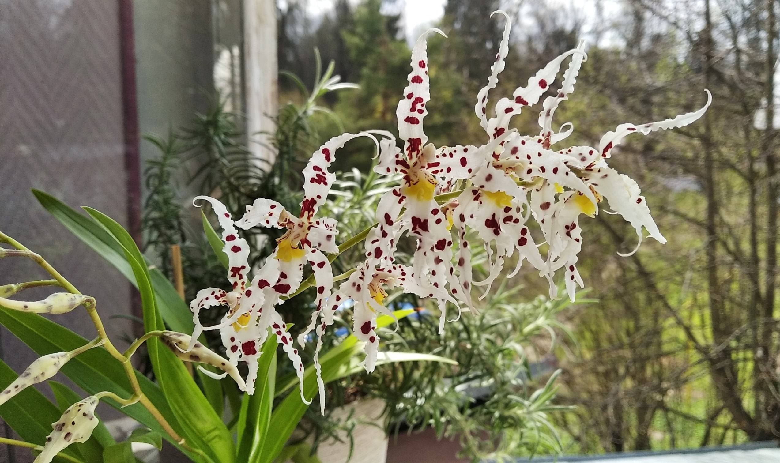 Одонтоглоссум Орхидея