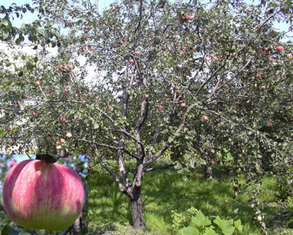Сорт яблочный спас фото и описание сорта