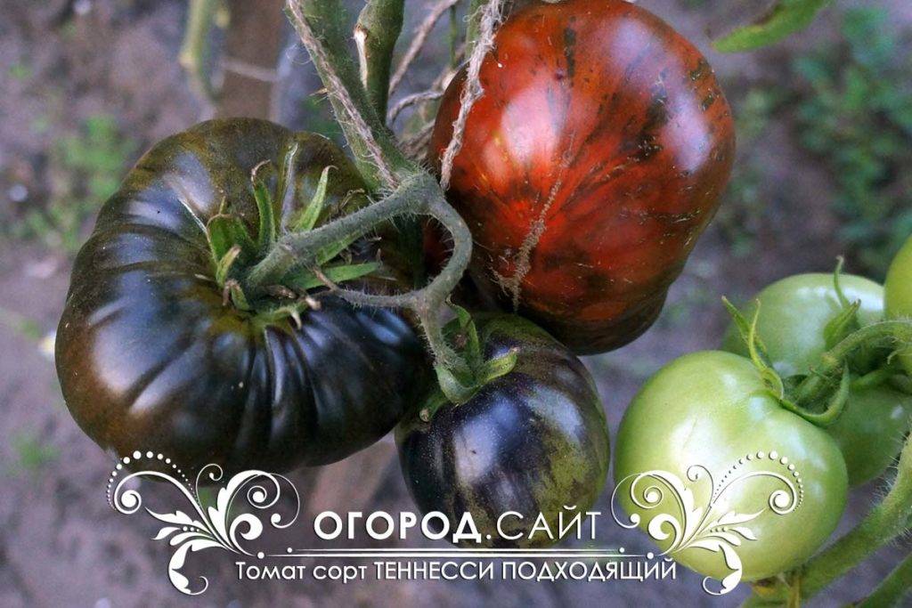 Томат чероки пурпле (cherokee purple): отзывы о помидорах фиолетовое сердце и фото, описание вариегатного сорта и характеристика