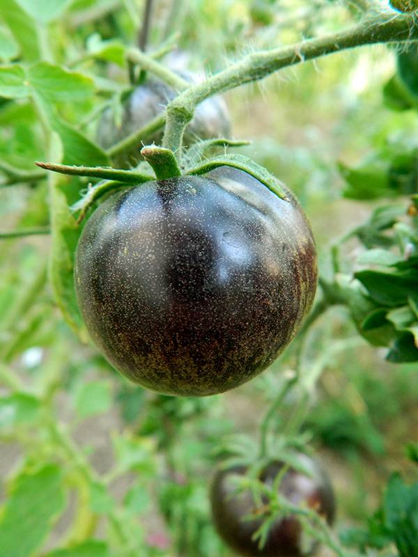 Кудряволистный американский сорт томата «палка»: описание, особенности, фото, характеристика