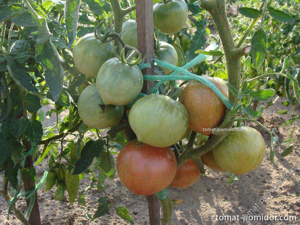 Сорт томата бравый генерал, характеристика плодов, выращивание